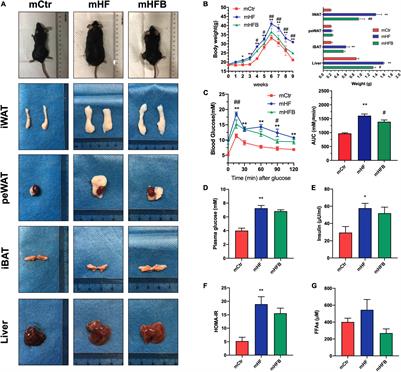 Maternal Dietary Betaine Prevents High-Fat Diet-Induced Metabolic Disorders and Gut Microbiota Alterations in Mouse Dams and Offspring From Young to Adult